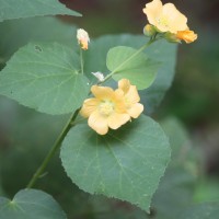 Abutilon subumbellatum Philcox